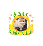 気まま猫日和（個別スタンプ：6）