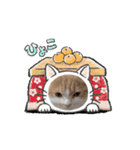 気まま猫日和（個別スタンプ：8）