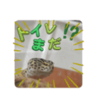 ヒョウモントカゲモドキのひょーたろー♡6（個別スタンプ：5）