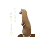 敬語を使うエゾクロテン（個別スタンプ：11）
