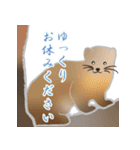 敬語を使うエゾクロテン（個別スタンプ：32）