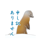 敬語を使うエゾクロテン（個別スタンプ：36）