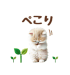 癒しにゃんこの春のあいさつ（個別スタンプ：8）