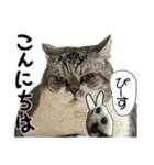 立ち耳スコティッシュのタマちゃん4（個別スタンプ：1）