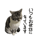 立ち耳スコティッシュのタマちゃん4（個別スタンプ：10）