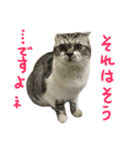 立ち耳スコティッシュのタマちゃん4（個別スタンプ：15）