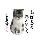 立ち耳スコティッシュのタマちゃん4（個別スタンプ：16）