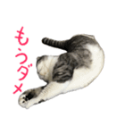 立ち耳スコティッシュのタマちゃん4（個別スタンプ：21）