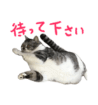 立ち耳スコティッシュのタマちゃん4（個別スタンプ：22）