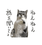 立ち耳スコティッシュのタマちゃん4（個別スタンプ：24）