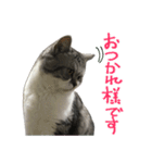 立ち耳スコティッシュのタマちゃん4（個別スタンプ：28）