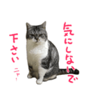 立ち耳スコティッシュのタマちゃん4（個別スタンプ：31）