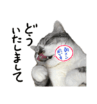 立ち耳スコティッシュのタマちゃん4（個別スタンプ：37）