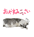 立ち耳スコティッシュのタマちゃん4（個別スタンプ：39）