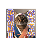 江戸っ子言葉を使う、猫ちゃん（個別スタンプ：7）