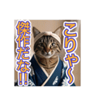 江戸っ子言葉を使う、猫ちゃん（個別スタンプ：10）