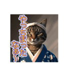 江戸っ子言葉を使う、猫ちゃん（個別スタンプ：23）