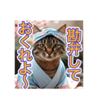 江戸っ子言葉を使う、猫ちゃん（個別スタンプ：28）