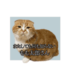 ももなつまみイルふく（個別スタンプ：21）