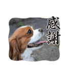 たいせつなおもいでたち。（個別スタンプ：9）