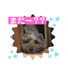 ココア 2（個別スタンプ：36）