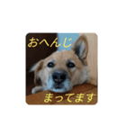 めいTスタンプ（個別スタンプ：1）