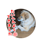 めいTスタンプ（個別スタンプ：6）