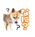 ゴンといっしょ（個別スタンプ：4）
