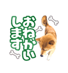 ゴンといっしょ（個別スタンプ：5）