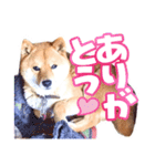 ゴンといっしょ（個別スタンプ：7）