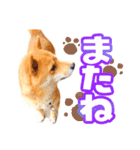 ゴンといっしょ（個別スタンプ：8）