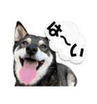 黒柴チカちゃんの敬語スタンプ（個別スタンプ：1）