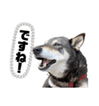 黒柴チカちゃんの敬語スタンプ（個別スタンプ：2）