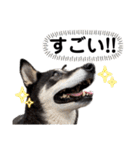 黒柴チカちゃんの敬語スタンプ（個別スタンプ：3）