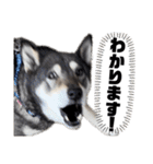 黒柴チカちゃんの敬語スタンプ（個別スタンプ：4）