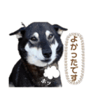 黒柴チカちゃんの敬語スタンプ（個別スタンプ：7）