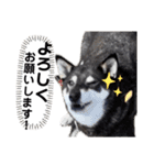 黒柴チカちゃんの敬語スタンプ（個別スタンプ：11）