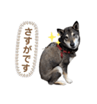 黒柴チカちゃんの敬語スタンプ（個別スタンプ：13）