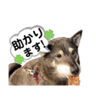 黒柴チカちゃんの敬語スタンプ（個別スタンプ：14）