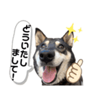 黒柴チカちゃんの敬語スタンプ（個別スタンプ：15）