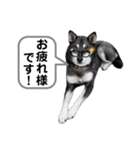 黒柴チカちゃんの敬語スタンプ（個別スタンプ：16）