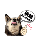 黒柴チカちゃんの敬語スタンプ（個別スタンプ：22）