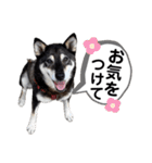 黒柴チカちゃんの敬語スタンプ（個別スタンプ：23）