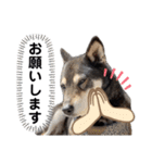 黒柴チカちゃんの敬語スタンプ（個別スタンプ：28）