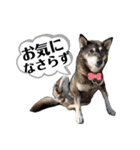 黒柴チカちゃんの敬語スタンプ（個別スタンプ：30）