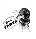 黒柴チカちゃんの敬語スタンプ（個別スタンプ：32）