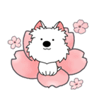 ゆるいウエスティ(春)（個別スタンプ：20）