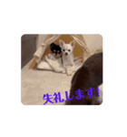 チワワ『ここまる。』動くスタンプ（個別スタンプ：10）