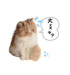 あたちはうに。時々、毒舌。（個別スタンプ：6）