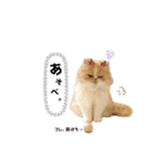 あたちはうに。時々、毒舌。（個別スタンプ：8）